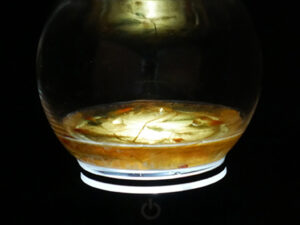 Primordial Soup