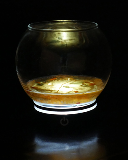 Primordial Soup